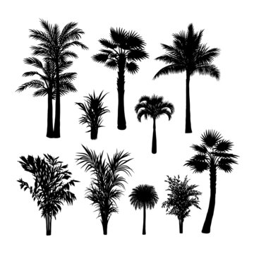 palm, trees and plants set silhouette