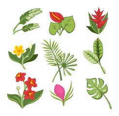 Tropical flowers and exotic botany, blossom leaves