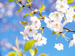Naklejka na ściany i meble 青空と桜の花