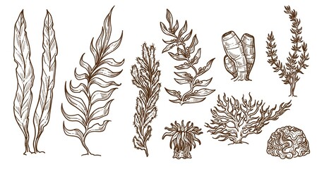Seaweed grass and coral reefs ocean botany vector
