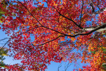 美しい紅葉　日本の秋