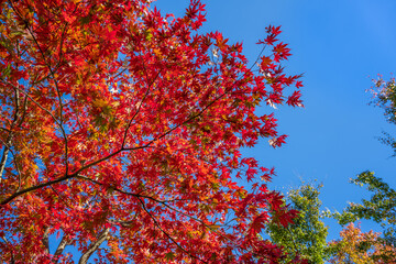 美しい紅葉　日本の秋