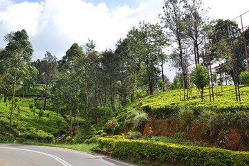 Fototapeta na wymiar Sri Lanka, scenic road by the tea plantation