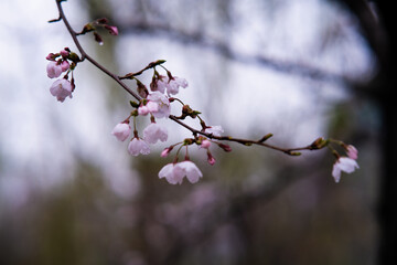 blossom in spring