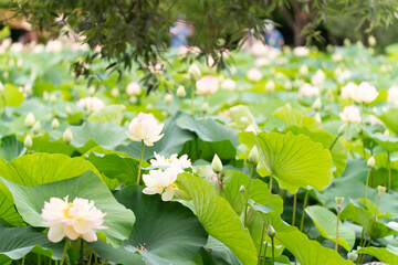 Lotus flower bloom