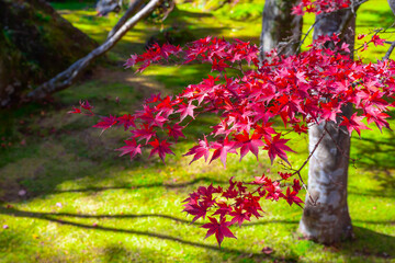 紅葉の箱根美術館　神奈川県箱根町