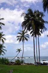 Fototapeta na wymiar Sri Lanka, palm trees on the shore of the Indian ocean