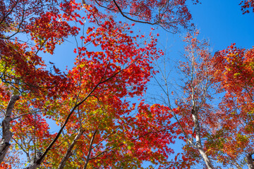 紅葉の箱根美術館　神奈川県箱根町