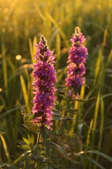 flowers in the garden