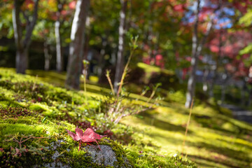 苔と紅葉の落ち葉　日本の秋イメージ