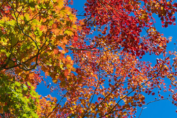 美しい紅葉　日本の秋