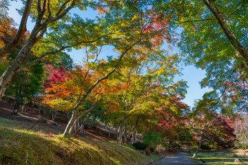 静岡県伊豆市　修善寺自然公園もみじ林