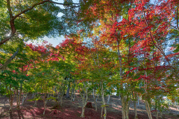 静岡県伊豆市　修善寺自然公園もみじ林