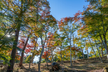 静岡県伊豆市　修善寺自然公園もみじ林