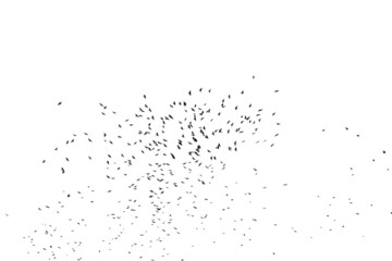 A flock of birds isolated on white.