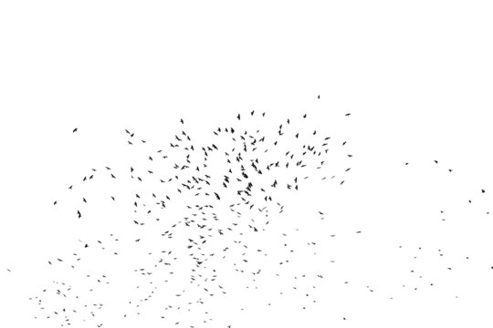 A flock of birds isolated on white.