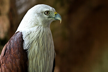 red tailed hawk