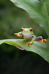 green tree frog