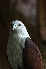 bird of prey