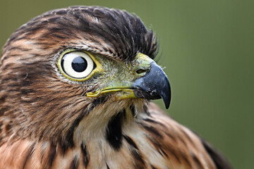 close up of a eagle