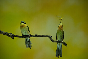 bee eater perched on a tree branch