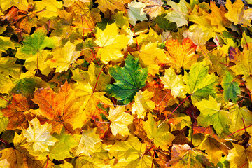 Naklejka na ściany i meble Season natural colorful autumn falling leaves background.
