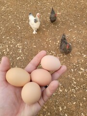 Chicken eggs