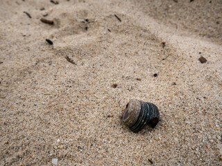 The broken shell of a crab is buried in the sand by the beach
