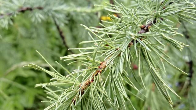 Vacation larch branch with water drops. Russian Altai mountains. Multa region. Holiday at home. Staycation concept. Holiday trail. Local travel