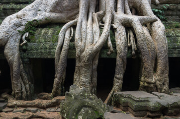 巨大な根に覆われるタ・プローム遺跡