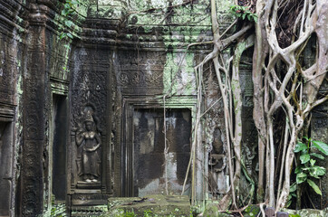 Fototapeta na wymiar 木の根に覆われるタ・プローム遺跡
