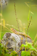 Oriental garden lizard resting on a pillar. Reptile.