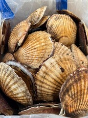 Scallop with shell
