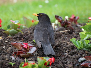 A lone Blackbird (Turdus merula) in a garden bed