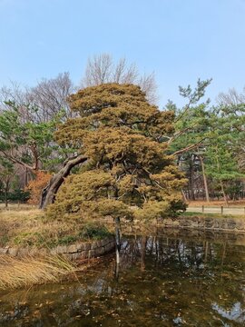 Jongmyo, an old palace in Korea