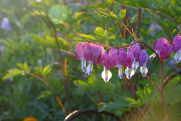 Bleeding heart flowers, heart shaped flower in the garden