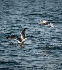 Beautiful Bird floating in the Seawater, Karachi, Pakistan. 
