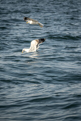 Beautiful Bird floating in the Seawater, Karachi, Pakistan. 