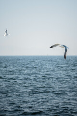 Beautiful Bird floating in the Seawater, Karachi, Pakistan. 