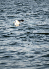 Beautiful Bird floating in the Seawater, Karachi, Pakistan. 