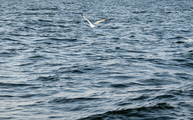 Fototapeta na wymiar Beautiful Bird floating in the Seawater, Karachi, Pakistan. 