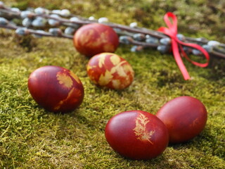 Easter eggs on a moss background. Home made traditional Easter egg coloring by using different leaves, plants and flowers.  