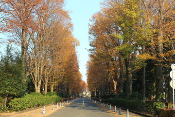 紅葉の並木道 武蔵陵墓地前の表参道