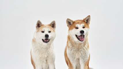 Adorable Shiba Inu dogs sitting and looking away