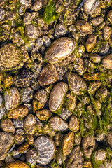 multi colorful stones under the clean water. 