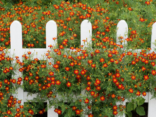 Tagetes tenuifolia | Touffes buissonnantes d'oeillets d'Inde paprika ou Tagètes à feuilles...