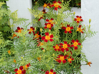 Fototapeta na wymiar Tagetes tenuifolia 'Paprika' ou Tagètes citron. Petites fleurs jaunes et rouges cuivrées, centre jaune au feuillage aromatique finement découpé 