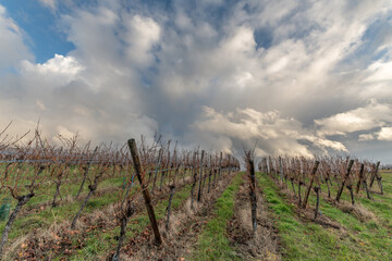 Obraz premium Landscape of the vineyard in rainy weather in late autumn. Wine route in Alsace.