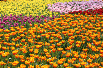 colorful tulip flower field 