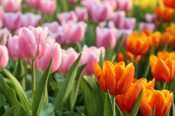 orange and pink tulips in a garden